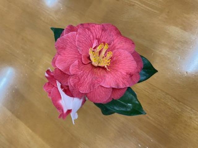 お茶会🌸の写真3